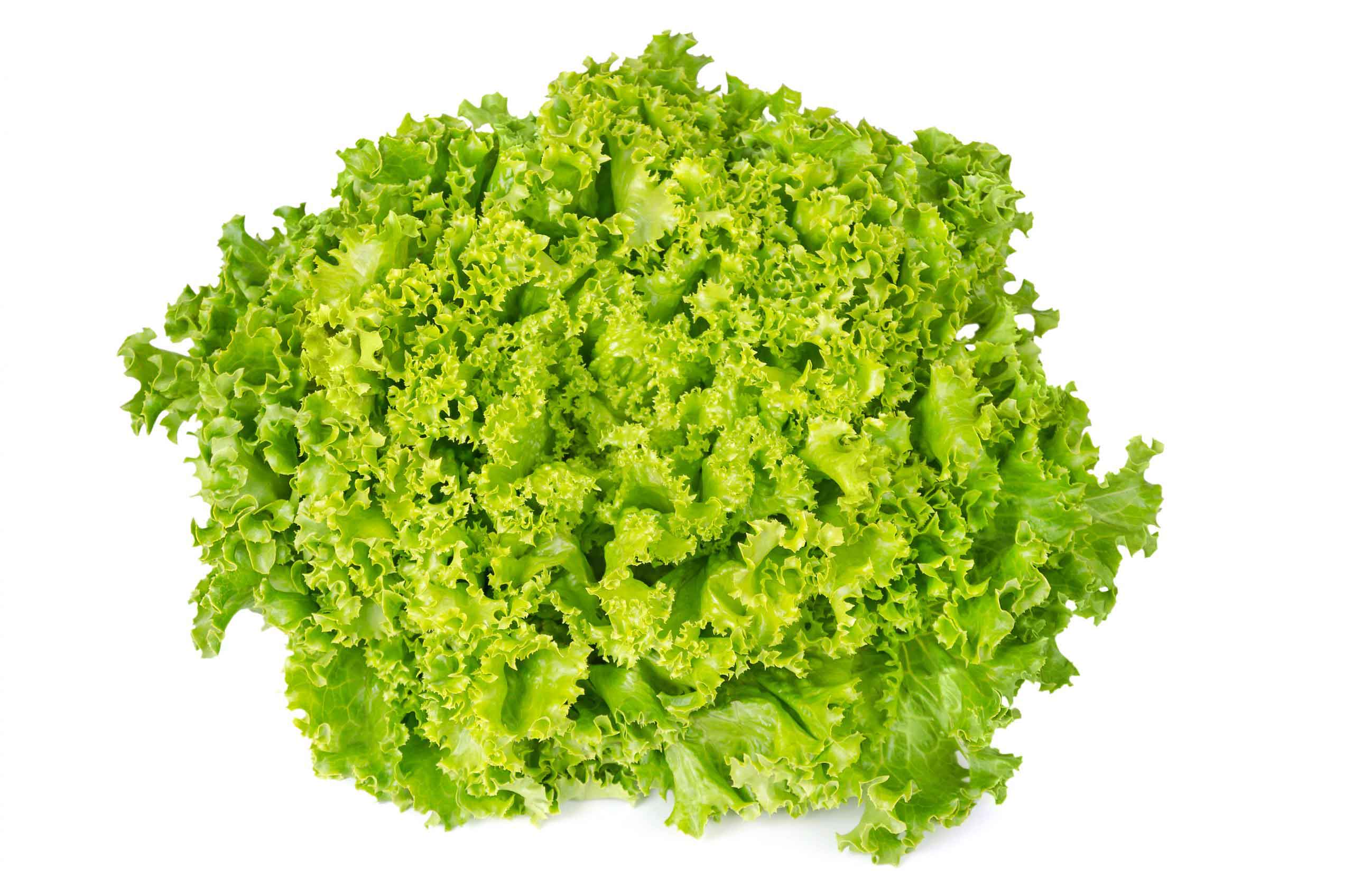 Green-Coral-scaled-1.jpg