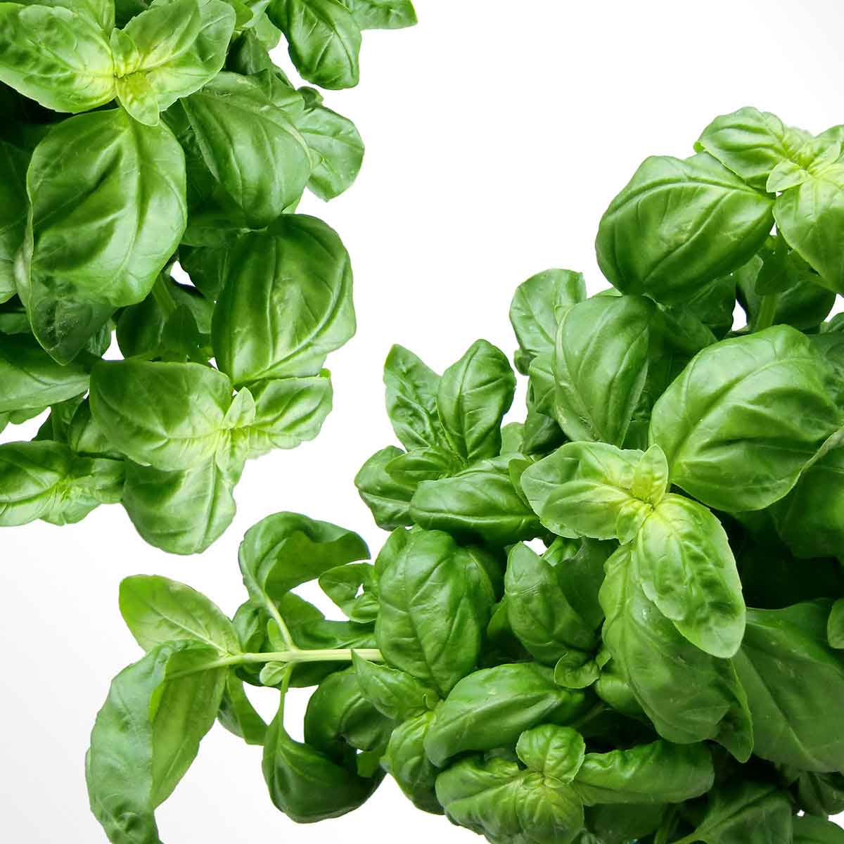 basil.jpg