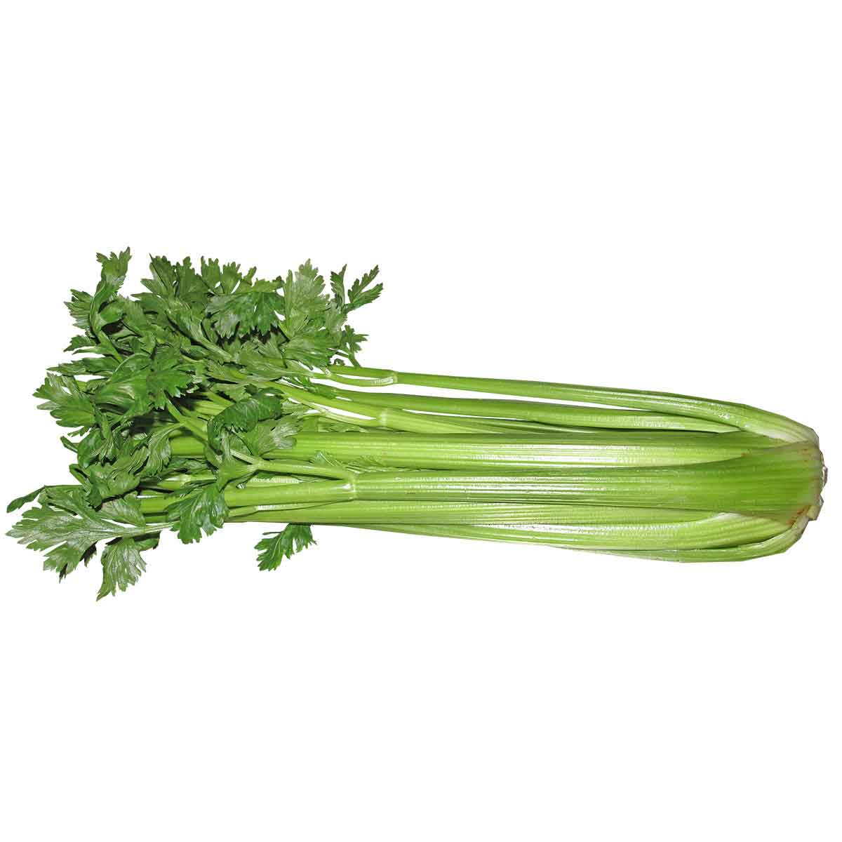 celery.jpg