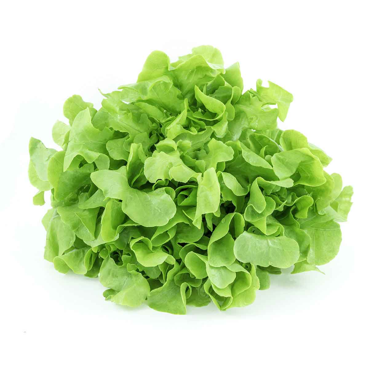 green-oak.jpg