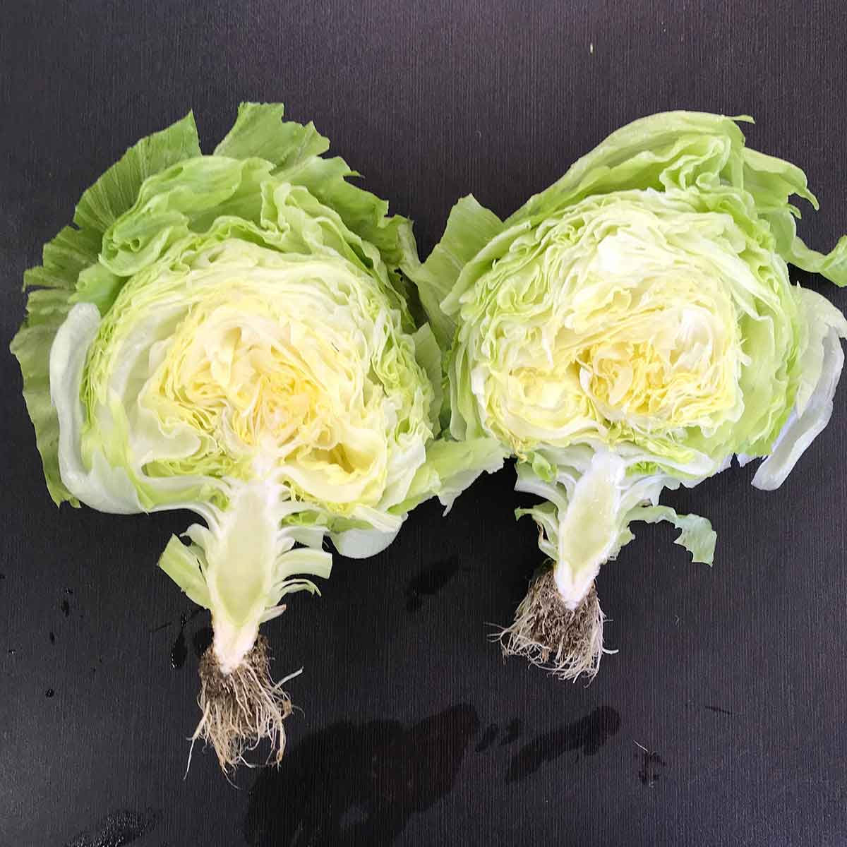iceberg.jpg