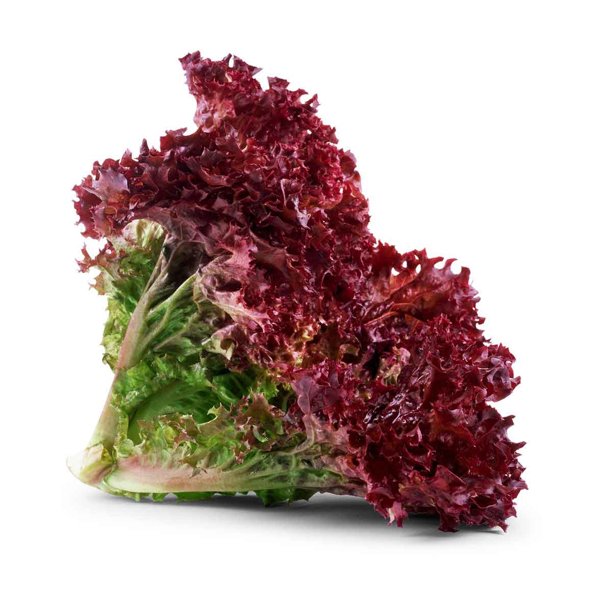 lollo-rosso.jpg