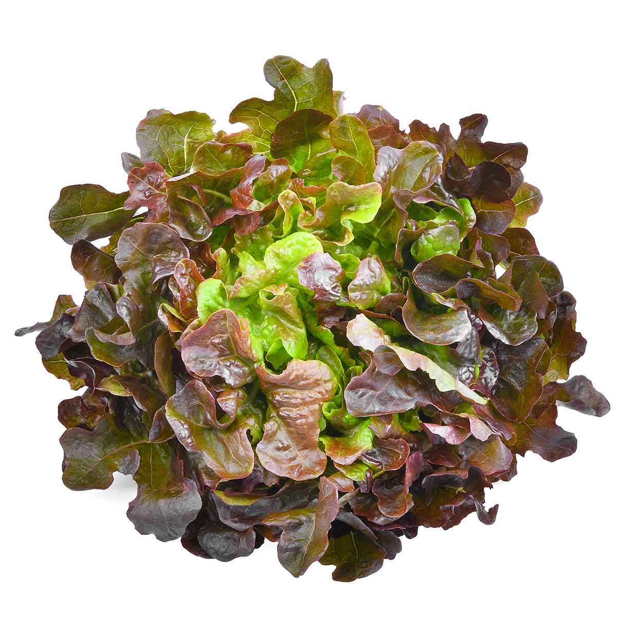 red-oak.jpg