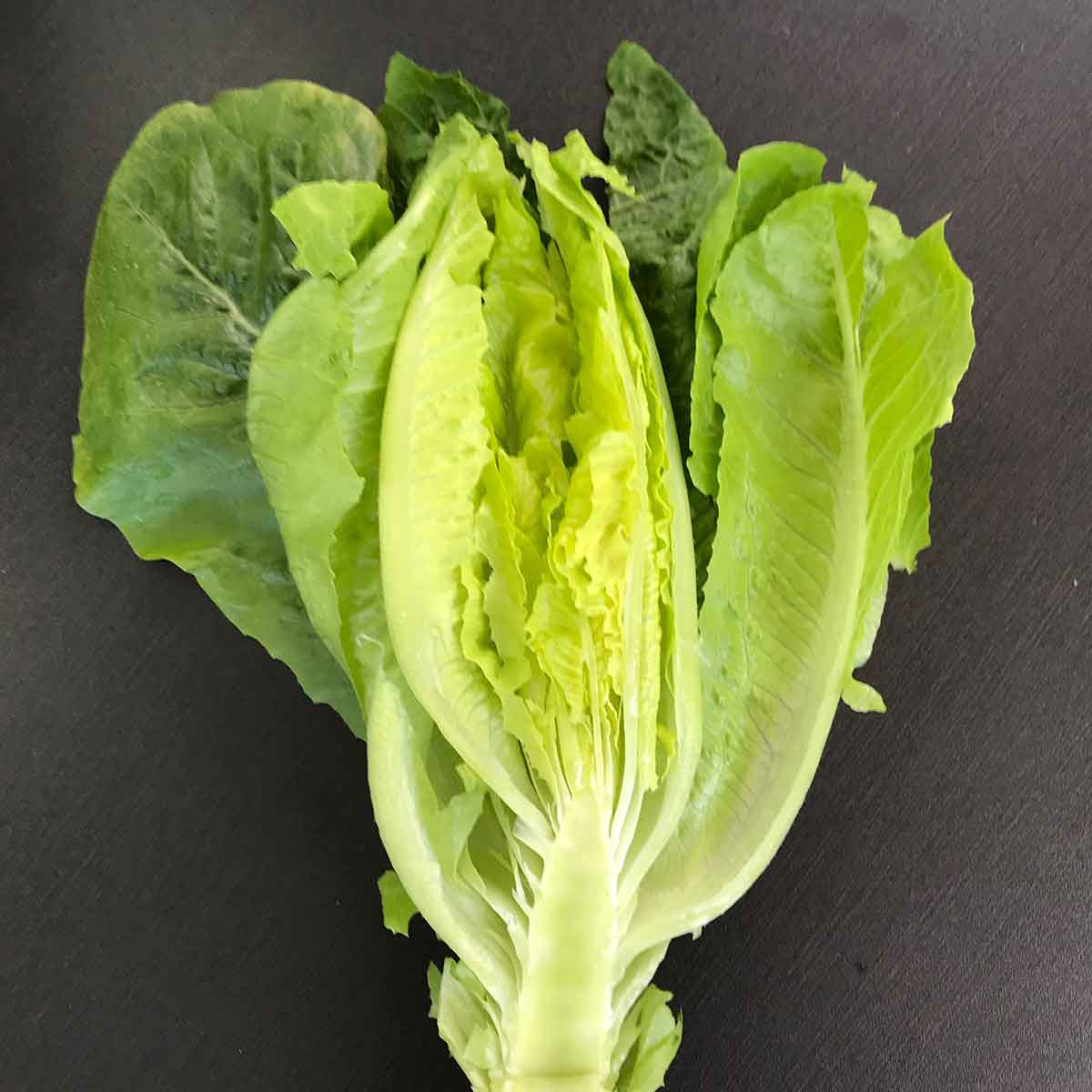 romaine.jpg