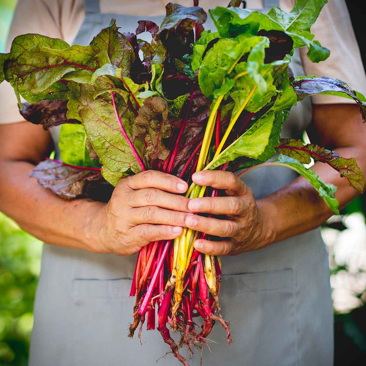 swiss-chard.jpg