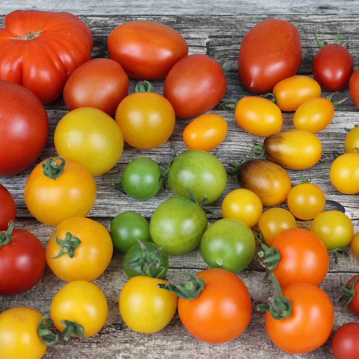 tomato.jpg